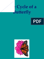 Lifecycle Butterfly