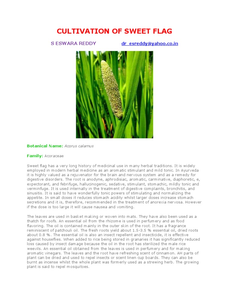 Sweet Flag: Cultivation and Uses | PDF | Plants | Horticulture And ...