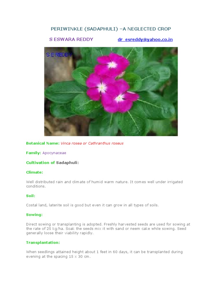 Sadaphuli Cultivation Guide | PDF