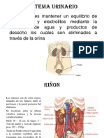 Sistema Urinario