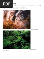 Tipos de Plantas