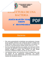 Estructura de Bacteria