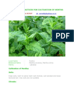 Desirable Practices For Cultivation of Mentha