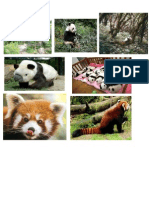 Pandas' Pictures