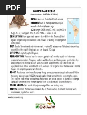 Common Vampire Bat Info