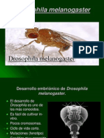 Drosophila Me La No Gaster