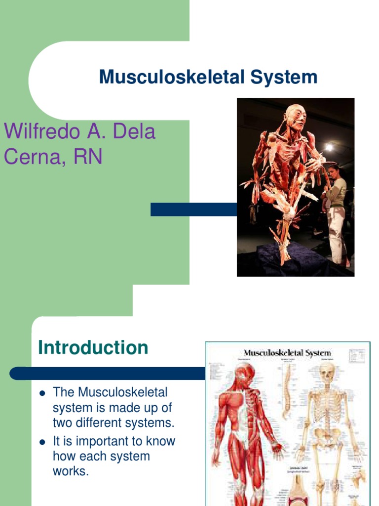 Overview of the Musculoskeletal System | PDF | Bone | Skeleton