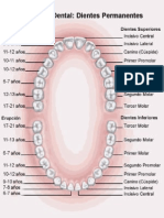 Desarrollo de los dientes