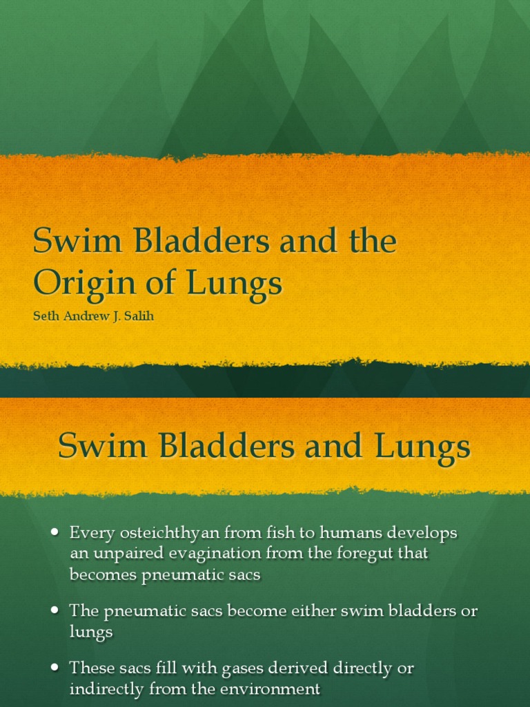 Swim Bladders and Lungs Lung Fish