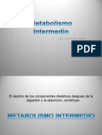 metabolismo intermedio