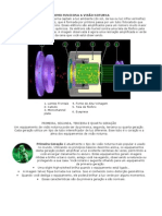 0 Como Funciona A Visão Noturna