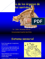 Fisiologiaorganossentidos 100622134653 Phpapp01