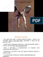 Aves Anatomia 2