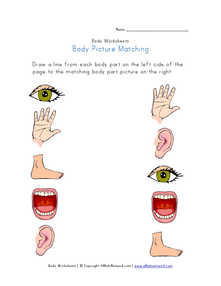 Body Worksheet Picture Matching | PDF