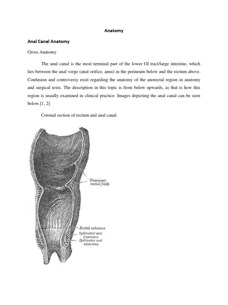 Anatomy Rectum Hemorrhoid