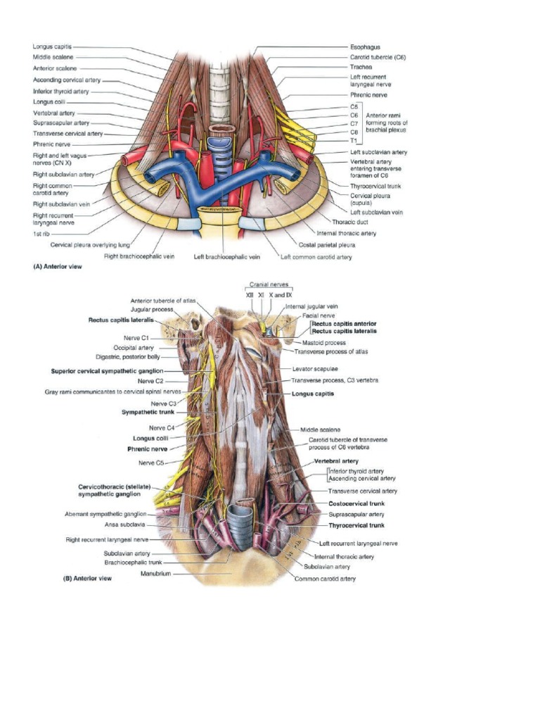Head and Neck Anatomy | PDF