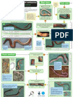 OPAL Grassland Earthworm Key