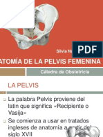 Anatomía de la pelvis femenina: huesos, regiones y funciones