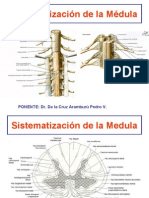 10ma Clase Neuro - Sistematizacion SN - Dr. Pedro de La Cruz