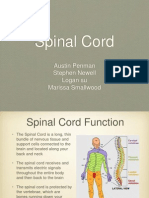 Spinal Cord Functions and Common Injuries