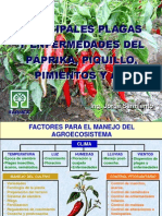 Principales Plagas y Enfermedades Del Páprika, Piquillo, Pimientos y Ají