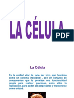 1a Celula