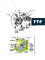 Biologia La Celula Esquemas
