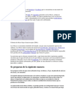 Los Tíbicos Son Un Cultivo de Bacterias y Levaduras Que Se Encuentran en Una Matriz de Polisacáridos Creada Por Bacterias