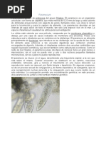 Download Paramecium Tarea 1 Paramecium by mark SN15606292 doc pdf