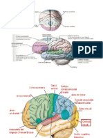 Funciones Cerebrales