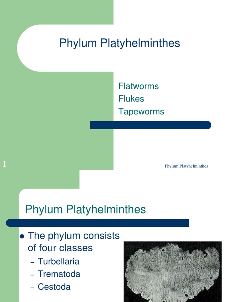 Classification of Phylum Platyhelminthes | PDF | Protostomes | Organisms