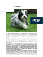 El Entrenamiento de Un Lhasa Apso