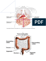 Anatomi Gastro
