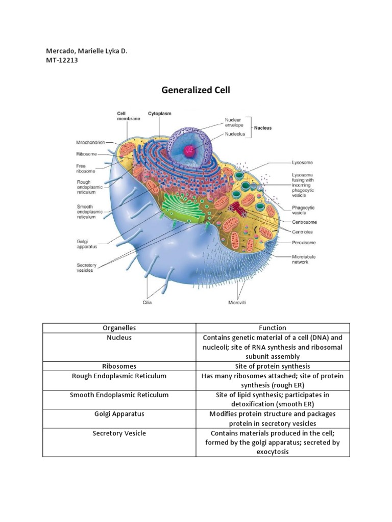 Cell Organelles and Their Functions | PDF