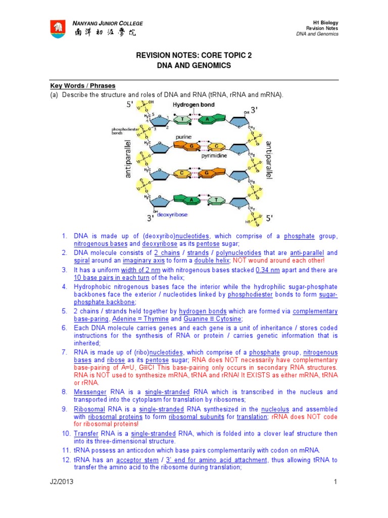 DNA and Genomics Revision Notes | PDF | Rna | Dna Replication