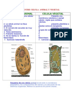 Celula Vegetal