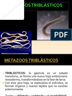 METAZOOS TRIBLÁSTICOS...