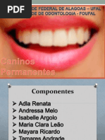 Anatomia dos Caninos Superiores