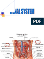 Renal Physiology