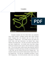 Cyanophyta Merupakan Suatu Divisi