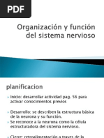 Organización y función del sistema nervioso 3º medio
