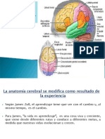 Bases biológicas y celulares del aprendizaje