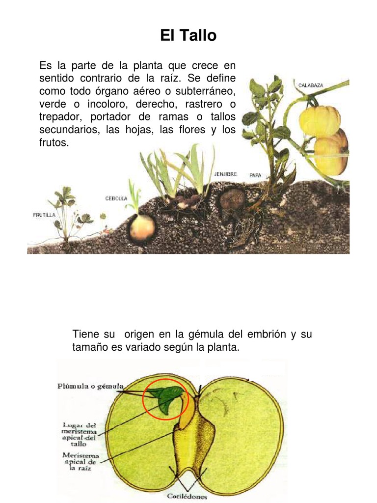 Tipos y Funciones del Tallo en Plantas | PDF | Tallo de la planta | Arboles