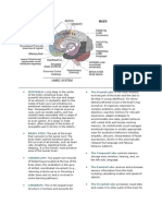 Brain and Its Functions