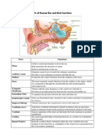 Parts of Human Ear and Their Functions