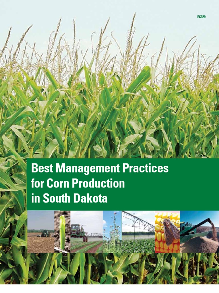 Corn Planting Best Practises Seed Soil Free 30day