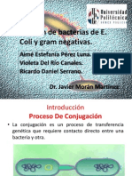 Conjugación de Bacterias de E Coli VI