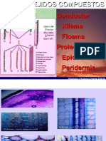 Xilemafloema08B