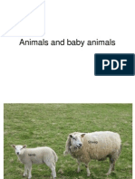 Animals and Baby Animals