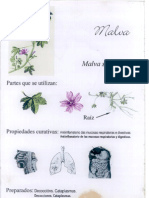 Plantas12 Malva